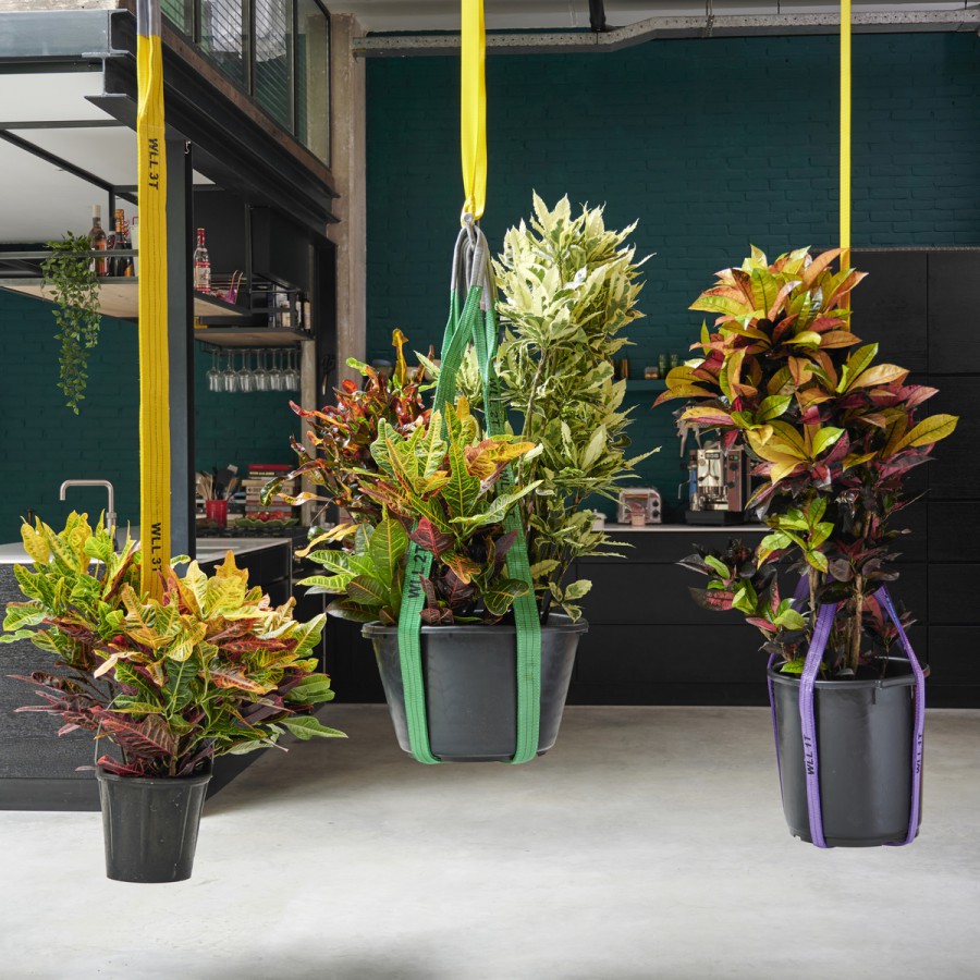 Croton: Woonplant van de Maand oktober 2020 Croton: Woonplant van de Maand oktober 2020
