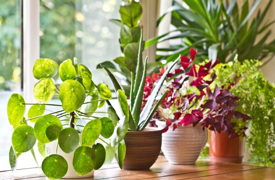 7 kamerplanten waar je geen groene vingers voor hoeft te hebben