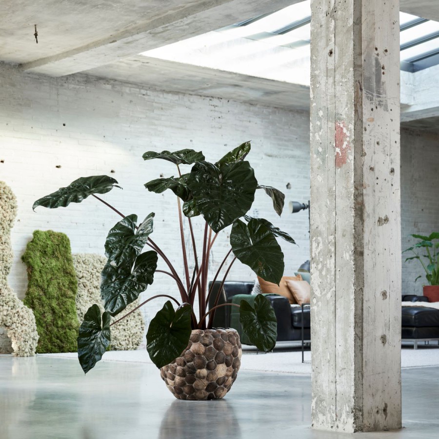 De Betoverende Alocasia: Een Wonderlijke Reis door Kleuren, Vormen en Symboliek De Betoverende Alocasia: Een Wonderlijke Reis door Kleuren, Vormen en Symboliek