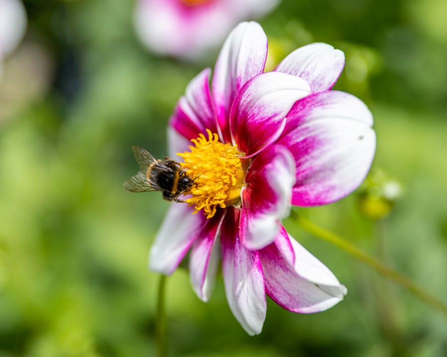 Hoe kun je jouw tuin bij-vriendelijker maken?