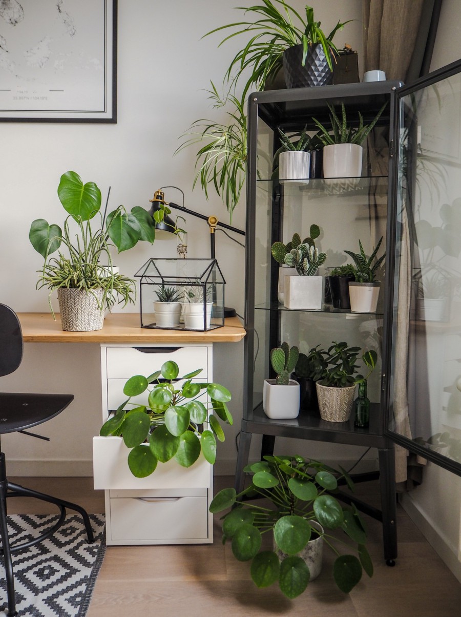 Hoe kies je de juiste kamerplanten? Hoe kies je de juiste kamerplanten?