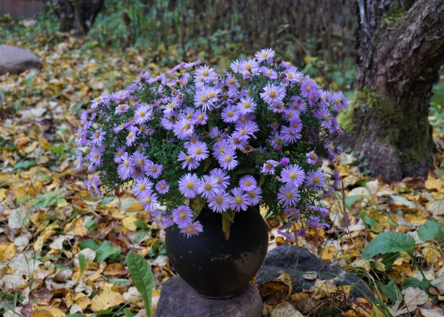 Herfst in de tuin: er is genoeg te doen! Herfst in de tuin: er is genoeg te doen!
