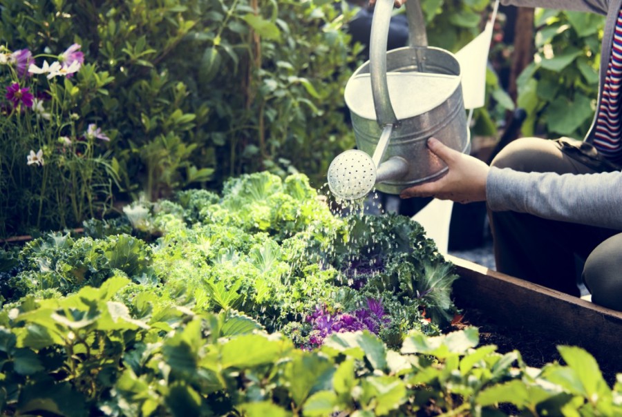 Tuinieren in juli: tips voor tuinonderhoud