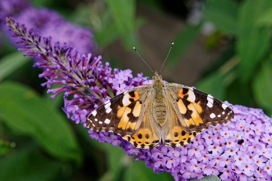 Tips voor een vlindervriendelijke tuin Tips voor een vlindervriendelijke tuin