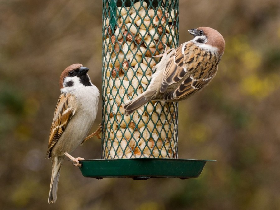 Vogels voeren in de winter: hoe, wat en wanneer?