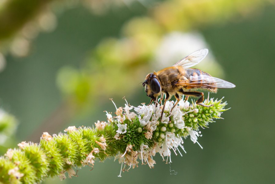 Zo vergroot je de biodiversiteit in de tuin