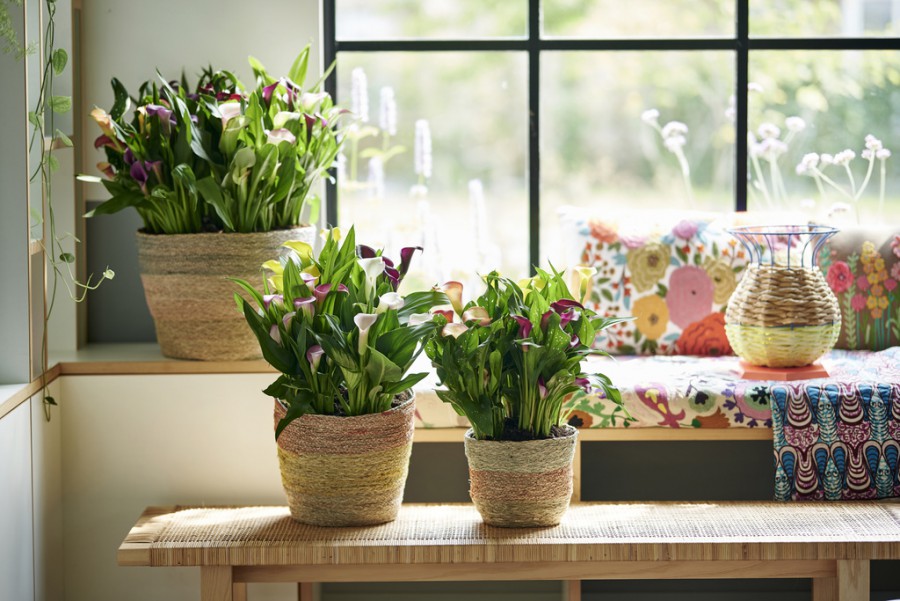 Calla, woonplant van de maand. Calla, woonplant van de maand.