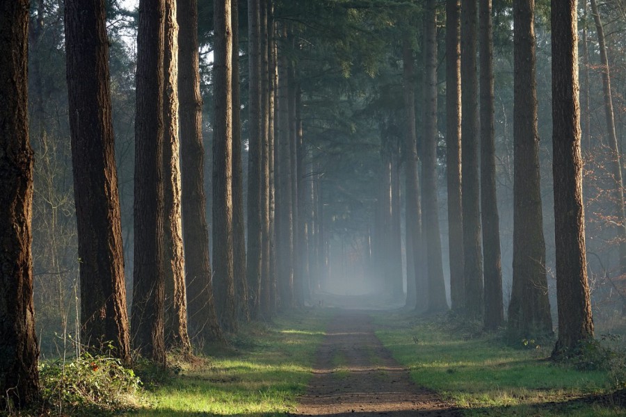 4 tips om er op uit te trekken in de Nederlandse natuur