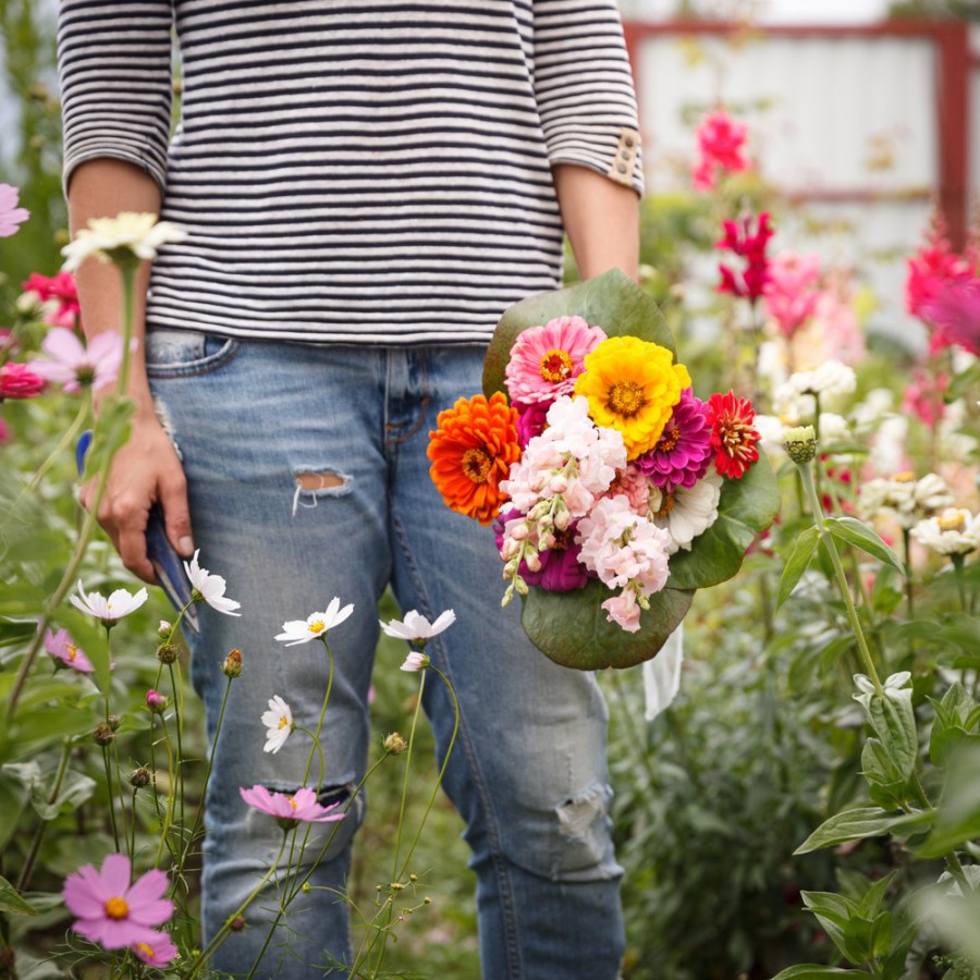 Zomer en voorjaar tip: bloemen pluktuinen in Nederland