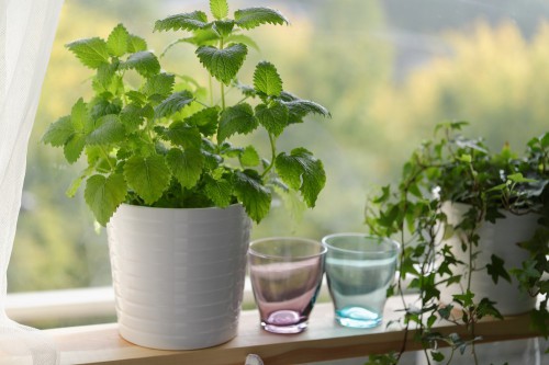 6 kamerplanten voor een heerlijke geur in huis