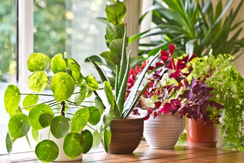 7 kamerplanten waar je geen groene vingers voor hoeft te hebben