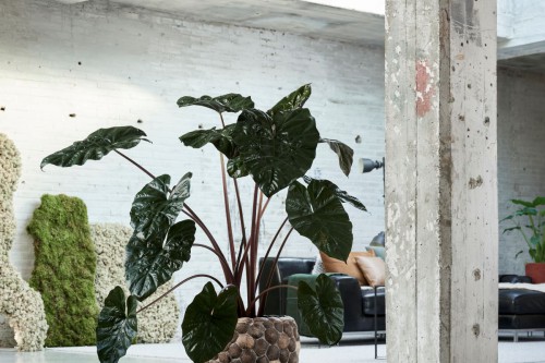 De Betoverende Alocasia: Een Wonderlijke Reis door Kleuren, Vormen en Symboliek De Betoverende Alocasia: Een Wonderlijke Reis door Kleuren, Vormen en Symboliek
