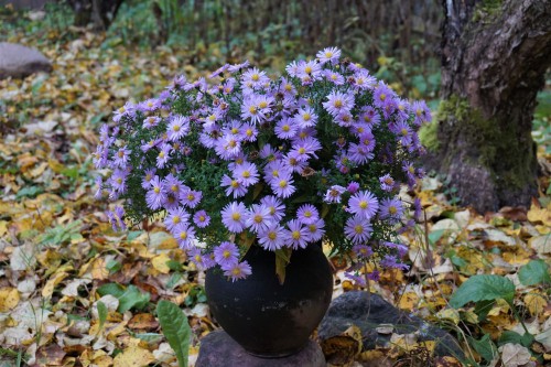 Herfst in de tuin: er is genoeg te doen! Herfst in de tuin: er is genoeg te doen!