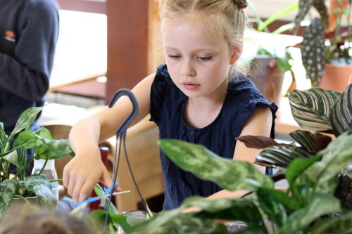 Planten in klaslokaal zorgen voor goede sfeer en concentratie' Planten in klaslokaal zorgen voor goede sfeer en concentratie'