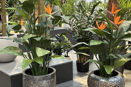 Strelitzia populaire kunstplant! Strelitzia populaire kunstplant!