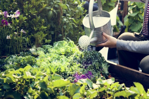 Tuinieren in juli: tips voor tuinonderhoud