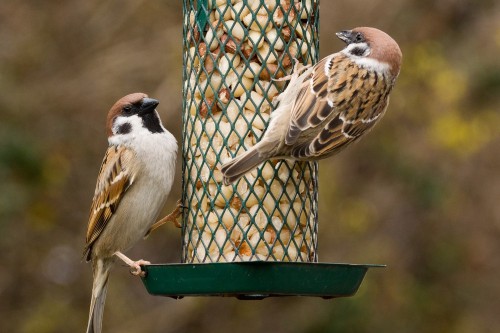 Vogels voeren in de winter: hoe, wat en wanneer? Vogels voeren in de winter: hoe, wat en wanneer?
