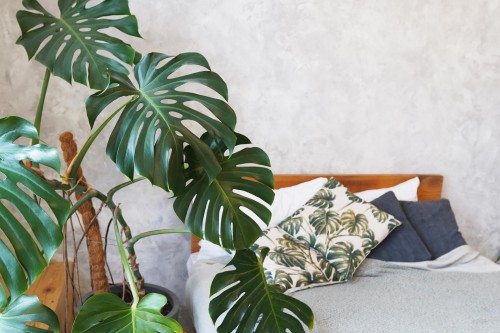Wat zijn ideale slaapkamer planten? Wat zijn ideale slaapkamer planten?