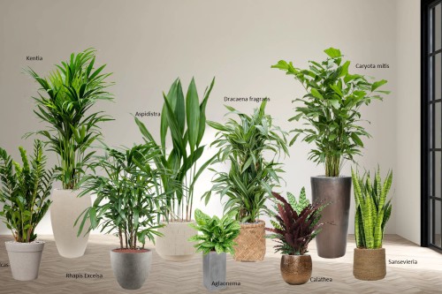 Planten voor in de schaduw? Weinig zonlicht? voor deze planten is dat is geen probleem! Planten voor in de schaduw? Weinig zonlicht? voor deze planten is dat is geen probleem!