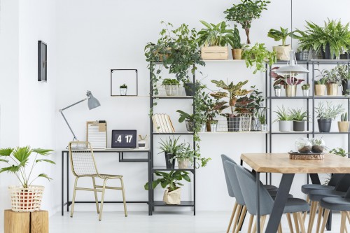 Welke kamerplanten zijn geschikt voor kantoren en thuiswerk-ruimtes?