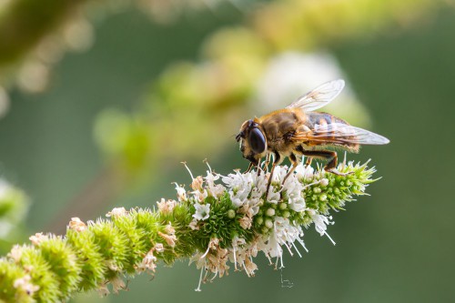 Zo vergroot je de biodiversiteit in de tuin Zo vergroot je de biodiversiteit in de tuin