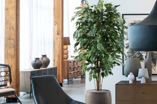 Groen zonder zorgen - ontdek de Ficus Exotica Deluxe kunstplant