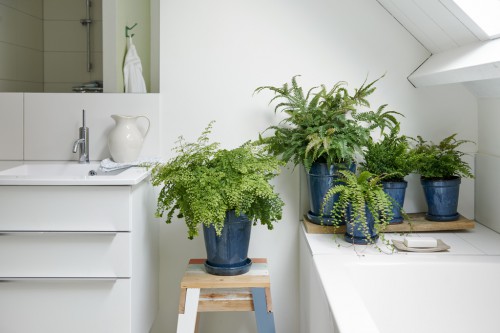 Planten badkamer